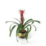 Kırmızı Yıldız Çiçeği Guzmanya Guzmania & Siyah Büyük Dünyam Beton Saksıda Hediyelik Canlı Çiçek BALFLOWERDESİGN-2529