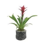 Kırmızı Yıldız Çiçeği Guzmanya Guzmania & Siyah Slither Beton Saksıda Hediyelik Canlı Çiçek BALFLOWERDESİGN-2531
