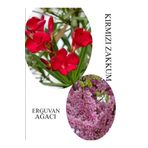 Kırmızı Zakkum Çiçeği 1 Adet 30-60Cm - Pembe Erguvan Ağacı Fidanı 1Adet 50-70Cm, BTS060624NA32