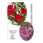 Kırmızı Zakkum Çiçeği 1 Adet 30-60Cm - Pembe Erguvan Ağacı Fidanı 1Adet 50-70Cm, GDBTS060624NA32