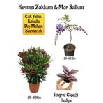 Kırmızı Zakkum Fidanı+Mor Salkım Ağacı Fidanı Telgraf Çiçeği Hediyeli Bahçe Peyzaj Seti