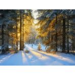Kış Ormanı Arka Plan 200X150CM, Stüdyo Fonu - -