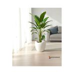 KıtayGroup Lale Saksı Dinazor Yumurtası Dekoratif Büyük boy Modern Salon ve Bahçe Saksısı 52 Litre