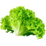 Kıvırcık Marul Çoklu Tohum - 5 Gram