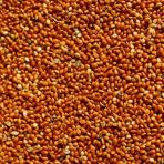 Kızıl Darı Kırmızı Darı Kuş Yemi Dökme 500 Gr