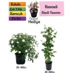 Klasik Kokulu Yasemin+Kokulu Hanımeli Çiçeği+Telgraf Çiçeği Hediyeli 3'lü Peyzaj Seti