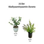 Klasik Yasemin (İzmir Yasemini)+Mor Çiçekli Duranta Dış Mekan Bitkisi, SRD04022025BYB530