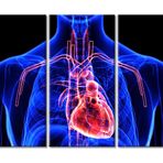 Klinik Laboratuvar İnsan Vücudu Organları (Kalp) Oturma Odası için Duvar Sanatı Röntgen Yatak Odası Duvar Dekoru 3 Panel Tıbbi Muayene Posterleri Giclee Baskı Galeri Ambalaj Sanat Eseri Asmaya Hazır