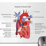 knseva Eğitici Fare Altlığı, Kalbin Yapısı İnsan Vücudu Anatomi Organ Damarlar Kardiyoloji Ofis Çalışmaları için Fare Altlıkları