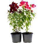 Kokulu Aslanağızı Çiçeği 2 Adet Bordo/pembe Renk Saksılı 15-25CM