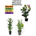 Kokulu Bahçe Seti Leylak Fidanı+Hanımeli Fidanı+Melisa Çiçeği FidanI(40-80 cm)