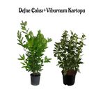 Kokulu Defne Çalısı Fidanı+Viburnum Kartopu Çiçeği 2'li Set Saksılı Bahçe Bitkisi, BTS001NA0912