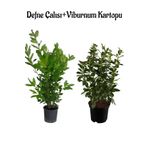 Kokulu Defne Çalısı Fidanı+Viburnum Kartopu Çiçeği 2'li Set Saksılı Bahçe Bitkisi, SRD04022025BYB916