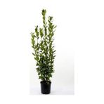 Kokulu Defne Fidanı Laurus Nobilis 15-25 Cm