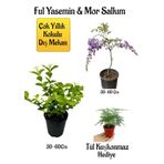 Kokulu Ful Yasemin Çiçeği+Mor Salkım Ağacı Fidanı Tül Kuşkonmaz Hediyeli Peyzaj Seti