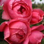 Kokulu Gartenprinzessin M.j Koyu Pembe Yediveren Gül Fidanı