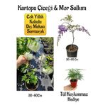 Kokulu Kartopu Çiçeği+Mor Salkım Ağacı Fidanı Tül Kuşkonmaz Hediyeli Peyzaj Seti