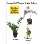 Kokulu Katmerli Ful Yasemin Çiçeği+Mor Salkım Ağacı Fidanı Buz Çiçeği Hediyeli Peyzaj Seti