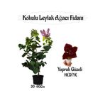 Kokulu Leylak Ağacı Fidanı 1 Adet Saksılı+Yaprak Güzeli Çiçeği Hediye, SRD04022025BYB1284