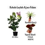 Kokulu Leylak Ağacı Fidanı 1 Adet Saksılı+Yaprak Güzeli-Kurdele Çiçeği Hediye, SRD04022025BYB1280