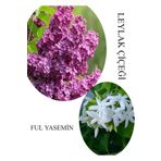 Kokulu Leylak Çiçeği 1 ADET Saksılı 30-60Cm+Ful Yasemin Çiçeği 30-60Cm
