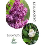 Kokulu Leylak Çiçeği Fidanı 1 Adet Saksılı 30-60 cm+MANOLYA Çiçeği Fidanı 30-60 cm
