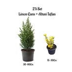 Kokulu Limon Çamı+ Altuni Taflan 2'li Set Saksılı/Tüplü Bahçe Bitkisi, BTS0001NA1305