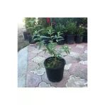 Kokulu Limon Otu Melisa Fidanı 10-20 Cm
