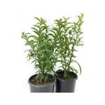 Kokulu Melisa Çiçeği 2 Adet Saksılı/ Tüplü 30-60cm Bahçe Bitkisi