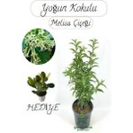 Kokulu Melisa Çiçeği Saksılı 30-50 cm +Para Sukulent Hediye