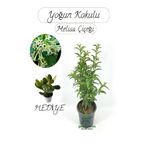 Kokulu Melisa Çiçeği Saksılı 30-50Cm +Para Sukulent Hediye