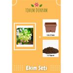 Kokulu Melisa Çiçeği Tohumu Ekim Seti