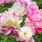 Kokulu Peonies Festiva Karışık Şakayık Çiçeği Yumrusu 3 Adet