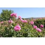 Kokulu Reçellik Pembe Isparta Gülü Fidanı 10-20 Cm