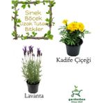 Kokulu Sinek Böcek Kovucu Bitki Seti Lavanta+sarı Kadife Çiçeği 10-20cm Boylarında