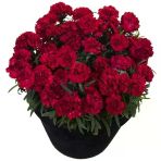 Kokulu Sweet Pleasure Dark Red Karanfil Çiçeği Fidesi (2 Fide)
