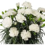 Kokulu Sweet Pleasure White Karanfil Çiçeği Fidesi (2 Adet)