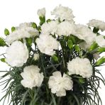 Kokulu Sweet Pleasure White Karanfil Çiçeği Fidesi (2 Fide)