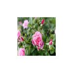Kokulu Yediveren Pembe Gül Fidanı10-20 Cm