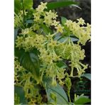 Kolanya Çiçeği 1 Adet Sakıda Melisa Çiçeği 30-50 cm (Cestrum Nocturnum)