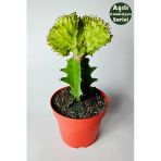 Koleksiyon Kaktüs Euphorbia Cristata Variegata Aşılı Nadir Geçişli 12 Cm Saksıda