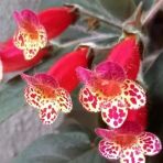 Koleksiyonluk Multiflora Kohleria Japon Küpelisi Çiçeği Fidesi (Mini Potta)