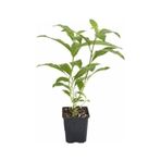 Kolonya Limon Çiçeği Melisa 20-40 Cm