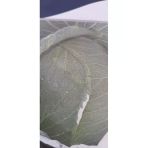 Kolukısa Tarım Top Lahana Tohumu
