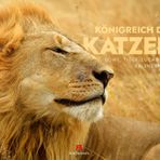 Königreich der Katzen Kalender 2026 | Löwe, Tiger, Luchs & Co | Bildstarker Tierkalender im großen Querformat (54x42 cm) | Raubkatzen in ihrem Habitat