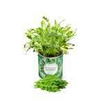 Konserve Roka Yetiştirme Kiti KB014