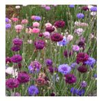 KONTUR Tohumu Yerli Centaurea 50 adet