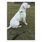 Köpek Gezdirme Kayışı Tasması Boğma Model 6 cm Çap İskoto Halat