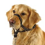 Köpek Kafası Yaka, Yürüyüşteki Köpekler için Çekme Yok Eğitim Aracı, Ücretsiz Eğitim Kılavuzu Dahil, 5 (XL, Siyah)