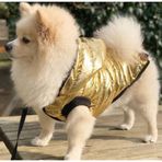 Köpek Kıyafeti-Köpek Mont-Su Geçirmez- Astarlı-Çırtçırtlı-Altın-Sarı-Elyaf Dolgulu (Large)